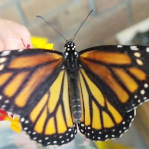 Meet your Posher, Sally